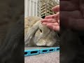 撫でられてうっとり朔次郎　 うさぎの朔次郎 うさぎのさくじろう うさぎ rabbit bunny