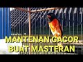 BURUNG MANTENAN GACOR TERBAIK BUAT MASTERAN 2021