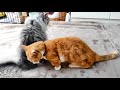 温もりと癒やしを求めて移動するマンチカン猫 the cats moving in search of warmth and healing.