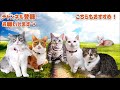 温もりと癒やしを求めて移動するマンチカン猫 the cats moving in search of warmth and healing.