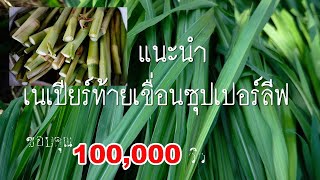 แนะนำ หญ้าเนเปียร์ท้ายเขื่อนซุปเปอร์ลีฟ หญ้าที่กำลังมาแรง