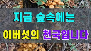 🍄지금 숲속에는 이버섯의 천국입니다 #뽕나무버섯부치