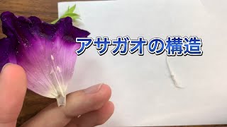 アサガオの構造を見てみた！