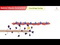 skeletal muscle contraction muscle physiology animations