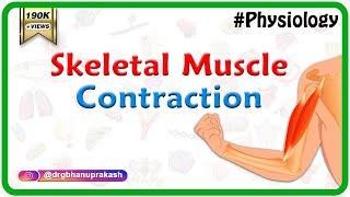 Skeletal muscle contraction : Muscle physiology Animations