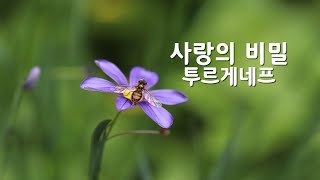 힐링시55(낭송)투르게네프의 사랑의비밀