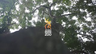 COMPANY PROFILE JEMBER MINI ZOO | CINEMATIC VIDEO | #cinematic #travelvlog #canoncamera