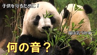 12/10シンシンの突然のロングフリーズ！子供を守る母の顔になってましたgiantpanda @tokyo 上野動物園