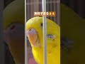 美味しすぎるインコちゃん👼👼💭💭 shorts インコ セキセイインコ インコのいる暮らし おしゃべりインコ