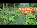 Ściółkowanie skoszoną trawą