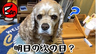 あさってがまだ理解出来ない犬アメリカンコッカースパニエル石松くんDog the day after tomorrow can not understand