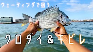 クロダイとキビレをルアーで釣る！【ずんだもん実釣】