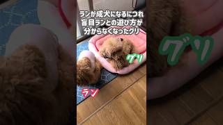 【生まれつき両目が見えない犬】盲目ランと兄犬グリの扉🚪 #shorts #多頭飼い #トイプードル #犬 #犬のいる暮らし