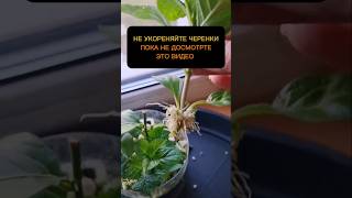 Не укореняйте черенки в воде, пока не досмотрите это видео #черенки #укоренение #растения#цветы#сад