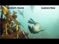 Killer Whales Playing with Their Prey  Trials Of Life  BBC Earth