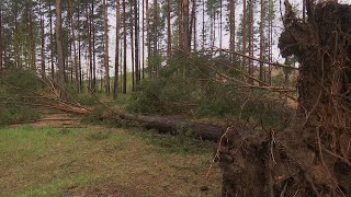 Jēkabpils Mežaparkā vējš ar saknēm izgāzis vairākus kokus