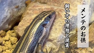 爬虫類・両生類のメンテをしながら聴く動画【メンテのお供】飼い方の理想と現実