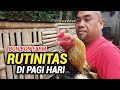 Aktifitas Pagi Hari di Kandang Bon Bon Farm | Kasih Makan Ayam Kesayangan #bonbonfarm #ayambangkok