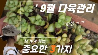 9월 다육 꼭 챙겨야 하는  3가지 🌳《다육식물》🍂다육손옹기#succulent