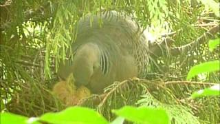 Turtledove's nestling     キジバト子育て中です　孵化1日目