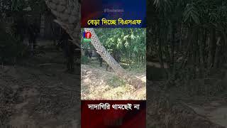 সীমান্তে দাদাগিরি থামছেই না ভারতের বিএসএফের