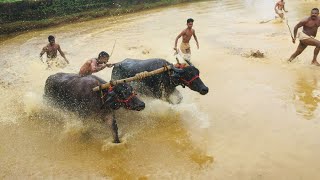 പോത്തുപൂട്ട് മത്സരം