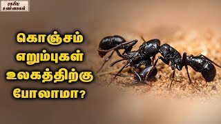 கொஞ்சம் எறும்புகள் உலகத்திற்கு போலாமா ?  || ரகசிய உண்மைகள்