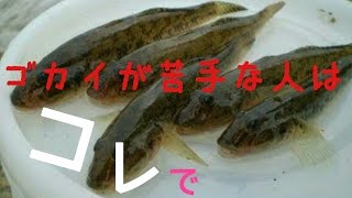 河口で簡単すぐ釣れる！ハゼ釣りを始めよう！