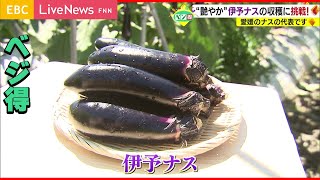 【ベジ得】今がおいしい夏野菜の「ナス」