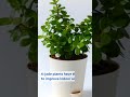 ✨benefits of having a jade plant in your home decor✨ jadeplantbenefits homedecorideas goodluckcharm