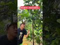 Yey! Berkebun lagi🥰 videonya udah sampai mana woi?