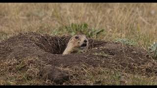 OldGuyDIY - Prairie Dog Video Yellowstone National Park