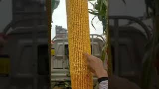 big longest corn in the world / giant corn / king corn