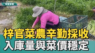 豪雨來襲 | 梓官菜農憂變天忙採收 入庫量與菜價穩定