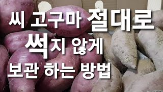 씨 고구마 절대로 썩지 않게 보관하는 방법과 가장 적당한 보관 장소에 대하여 알려 드립니다 (고구마 수확 왕대박 났던 방법)