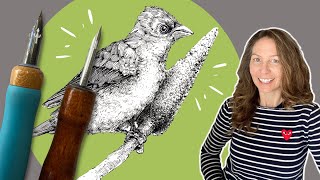 Step-by-step drawing of a bird with dip pen and ink