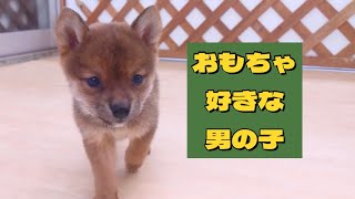 【豆柴】子犬　1/19　男の子♂1　摂州宝山荘　mameshiba dog Puppy （mame shiba inu)