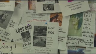 Lucas County dog license registration now available for 2026