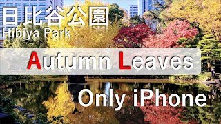 iPhoneで撮る！　紅葉　日比谷公園　／　Shoot with iPhone  Autumn leaves  in Hibiya Park