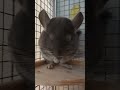 もぐもぐ中のいくら チンチラ チンチラおやつ チンチラ飼育 いくらちゃんねる animals