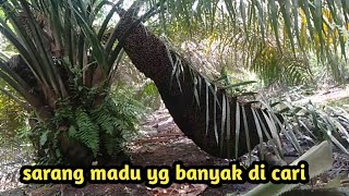 panen madu super pendek forest honey