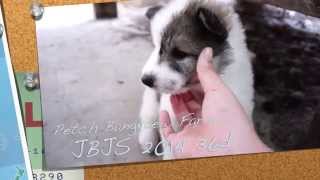 ลูกสุนัขบางแก้วแท้ EP.3 Thai Bangkaew Dog (Super cute)