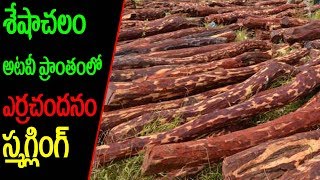 శేషాచలం అటవీ ప్రాంతంలొ ఎర్ర చందనం స్మగ్లింగ్ || Red Sandal || Suryaa News