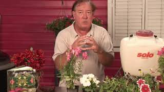 Where Do Amino Acids in Plants Come From?