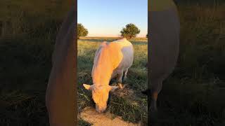 He's Such a Good Looking Bull!!! #bull #cow #cattle #huge #handsome