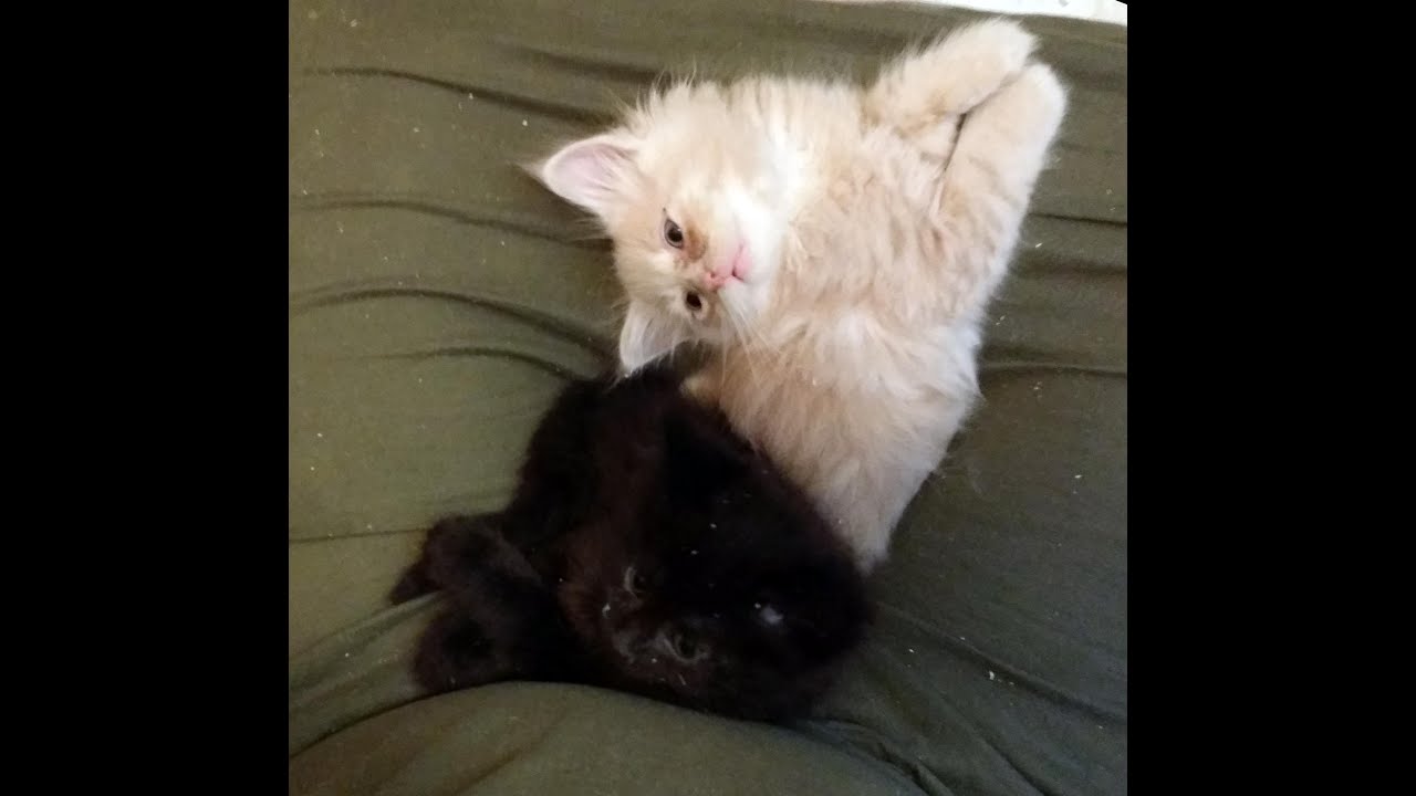 Kitten Break Youtube