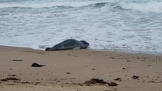 Leopard Seal returns to Ocean - Anglesea, Victoria Australia - August 2020