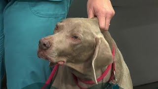 How long can dogs live without a spleen? | Riv-fur City Pets | River City Live