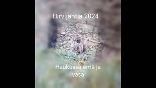 Hirvijahtia Pärjänsuolla 2024