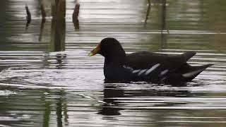 ΝΕΡΟΚΟΤΑ (Gallinula chloropus) ΕΛΟΣ ΑΓΥΙΑΣ, ΠΑΤΡΑ